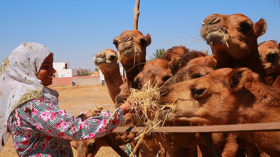Tunisiska Imen är första kvinnan som driver kamelfarm och tillhör dem som kunnat låna pengar genom IFAD-finansierade satsningar.