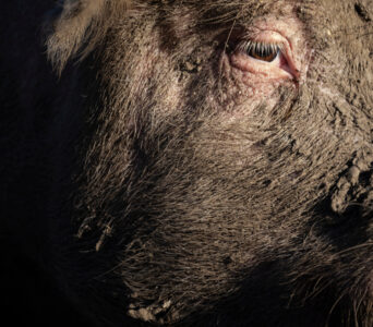 Öga på djur med päls.