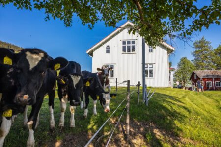 Kor tittar in i kameran.