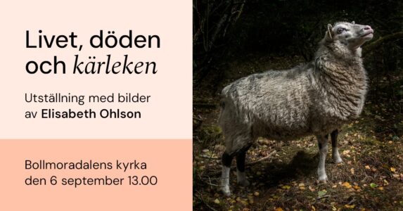 Ett får blickar uppåt.