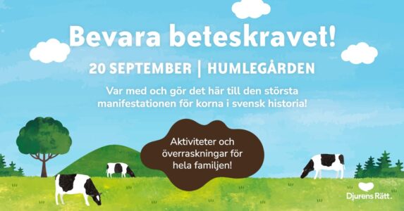 Tecknade kor på grönbete.